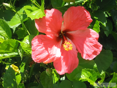 Related image